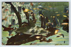 Sharks and Shipwrecks Marineland Florida Vintage Linen Postcard BAS-22