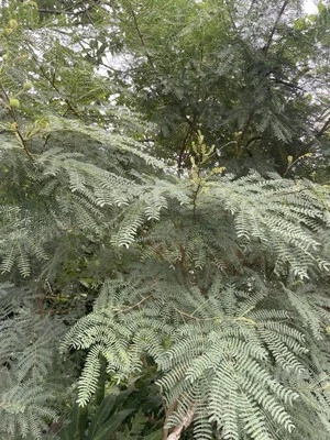 50 semillas HAWAII Koa Haole Leucaena forraje para ganado fijación de nitrógeno orgánicas Foto 1 de 4