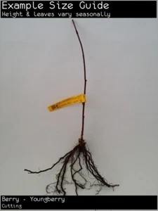 Berry - Youngberry ( ursinus x hybrid) Fruit Tree Plant - Picture 1 of 4