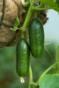 CUCUMBER BABY SNACK POCO F1 SEEDS Spring Summer Vegetable Garden NonGMO Cucumber - Picture 1 of 1