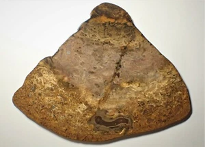 Fossil Ferntree slice. Cretaceous. Taroom, Queensland, Australia. S672 - Picture 1 of 3