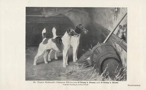 GLATTER FOXTERRIER BENANNT CHAMPION HUNDE ALT ANTIK 1922 HUND DRUCKSEITE - Bild 1 von 1