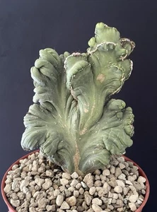 RARE Cactus Cereus Peruvianus MONSTER Cristata Crested Var.Coral Belle Forme - Imagen 1 de 7