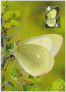 Finland Maxi 2007 Butterfly, Moorland Clouded Yellow (Colias palaeno) Mint - Picture 1 of 1