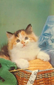 Cartolina Gattino Palla di Filato Maglia Non Spedita - Foto 1 di 2