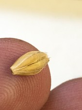 x200 Grains D’orge BIO Cultivable / BIO barley Seeds BIO x200 /ORGINE FRANCE