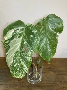 2x Monstera deliciosa borsigiana variegata Fensterblatt panaschiert - Bild 1 von 9