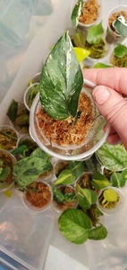 epipremnum pinnatum variegated albo - Picture 1 of 1