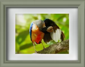 Framed Blue-Winged Pitta Photograph - Picture 1 of 2