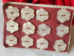 Rare Small Antique Button Plate in Mother of Pearl 1.3 cm Lot of 12 N°27 - Picture 1 of 4