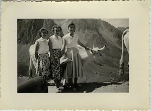 PHOTO ANCIENNE - VINTAGE SNAPSHOT - ANIMAL VACHE FEMME MODE COL TOURMALET 1955 - Foto 1 di 1