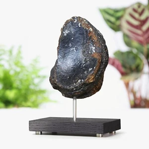 Mammut Zehenknochen maßgefertigt massiv Eiche Ständer echte Dinosaurier Fossil Wohndeko Geschenk - Bild 1 von 3