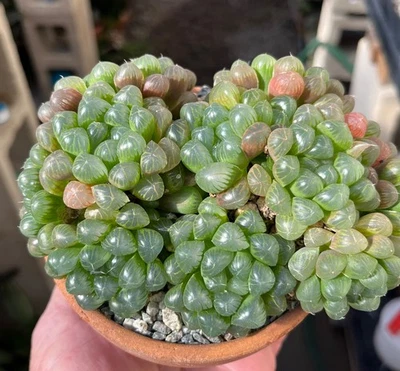 Planta de cactus suculenta súper grande Haworthia cooperi truncata Foto 1 de 3