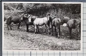POSTCARD DARTMOOR PONIES - Picture 1 of 2