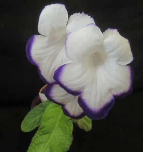 50+ Seeds (2023) from Streptocarpus x 'Full Moon' x other Named Cultivars - Picture 1 of 12