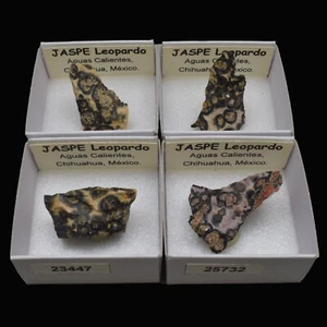 JASPE Leopardo (Aguas Calientes, Mexico) "ver disponibles" / Leopard skin jasper - Photo 1/7