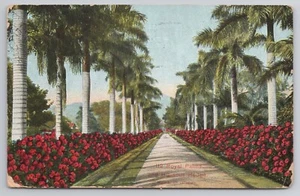 Royal Palms Hibiscus Hedge Hawaii HI 1912 Db Postcard - Picture 1 of 2