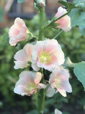 Hollyhock Peach Hybrid  50 Seeds –  Heirloom Flower 1.8-3m Alcea Rosea - Image 1 of 3