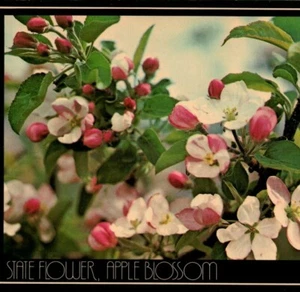 Postal vintage de flor de manzana del estado de Michigan - Imagen 1 de 4