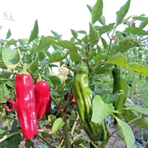 Hernández Hot Chile - Imagen 1 de 1