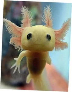 Diamond Painting Cute Axolotl DIY 5D Full Drill Kits for Kids 12x16inch White - Picture 1 of 8