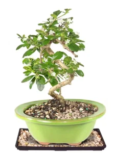 brussel's BONSAI Fukien Tea Bonsai Tree in Ceramic Bonsai Pot - 6-Years Old - Picture 1 of 4