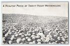 1914 Healthy Patch of Watermelons SM Isbell & Co. Jackson Michigan MI Postcard