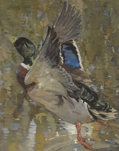 Joseph Crawhall A Mallard Rising Leinwandbild 16 x 20 - Bild 1 von 4