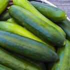 25+ Seeds Wyoming Cucumbers Great Tasting Cucks Fast Growing Vegetables