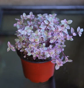Pink Panther Pink Lady Callisia repens Wandering Jew Live Houseplant in 2" 4" 6" - Picture 1 of 15