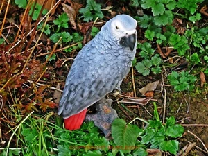 LARGE SIZE AFRICAN GREY PARROT. Superb Home or Garden Ornament. Very Realistic - Picture 1 of 11
