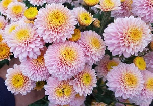 Pink Fairy Chrysanthemum x 1 Plant - Perennial Cut Flowers Cottage Garden - Picture 1 of 6