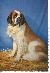 "Animald.l Dog" Modern Belgian photo postcard 1970s - Picture 1 of 2