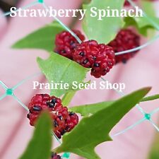 Strawberry Spinach Seeds Canada: Chenopodium Foliosum, Berry Fruit Vegetable
