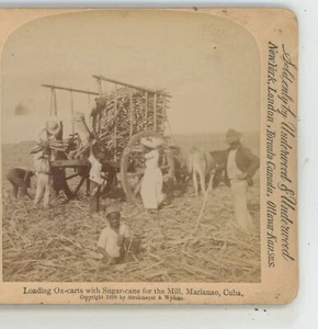 Lade Ochsenkarren mit Zuckerrohr Marianao Kuba Unterholz Stereoansicht - Bild 1 von 3