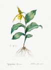 Yellow Lady's Slipper Orchid - 1805 - Les Liliacees - Pierre Redoute - Magnet