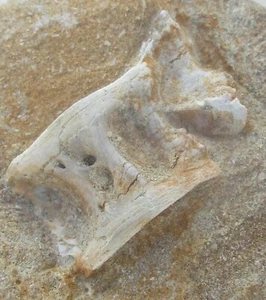 Fossil Vertebra Unidentified Specimen - Picture 1 of 8