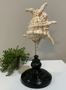 "De colección Chiragra Araña Caracola Concha Seashell Blanco Marrón con Soporte Negro 12"" H 5"" D" - Imagen 1 de 8
