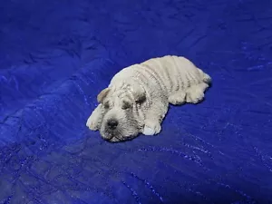 Sandicast Lil Snoozers rughe di cerbiatto - Foto 1 di 5