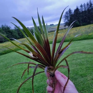 Water Aloe/Water Soldiers (Stratiotes aloides) x5 Large pond plants.Aquatic - Picture 1 of 6