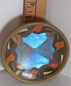 VNTG MCM Hoffman Morpho Butterfly Wing Tiny Bowl - Picture 1 of 7