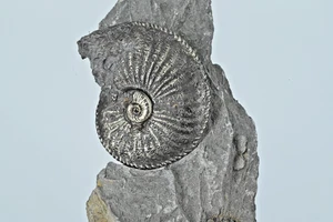 Ammonite Pyritisé avec une petite ammonite dessus pyriteuse pyrite fossile - Picture 1 of 10