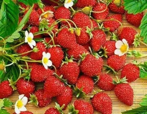 Wild Strawberry Regina large fruits 1000 seeds +4" FREE REUSABLE PLANT LABEL - Picture 1 of 1