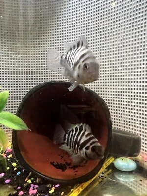 Convict Cichlid Live Fish - 4 Pack - Image 1 of 4