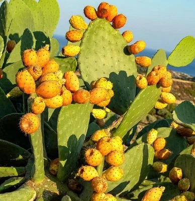 Spineless Prickly Pear Cactus Fruit Tree (4 Pads) Opuntia Ficus-Indica Burbank - Image 1 of 4