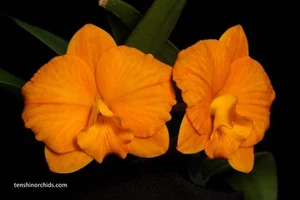 Cattlianthe Candy Ball 'Happy Child' x Cattleya (Red Magic x Beaufort) (Hybrid F - Picture 1 of 3