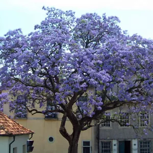 1 PIANTA DI PAULOWNIA TOMENTOSA MIELIFERA FIORI PROFUMATI VIOLA - Zdjęcie 1 z 3