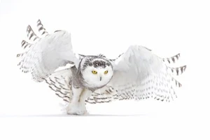 Snowy Owl Jazz Wings por Jim Cumming Fotografía Giclee Arte Impresión - Imagen 1 de 3
