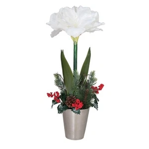 Amaryllis de vacaciones en maceta - Imagen 1 de 1