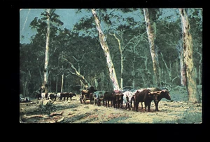 VINTAGE AUSTRALIAN POSTCARD TEAM OF BULLOCKS PULLING LARGE TREE LOGS WITH DROVER - Picture 1 of 1